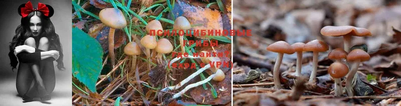 Псилоцибиновые грибы Cubensis  Курск 